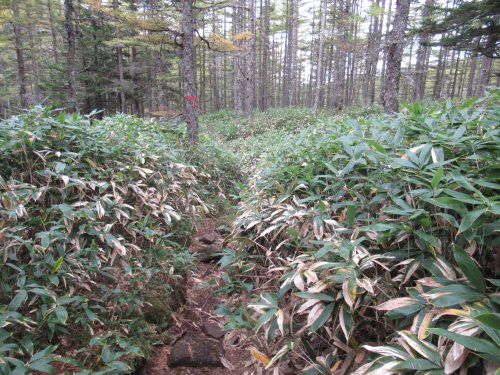 登山道